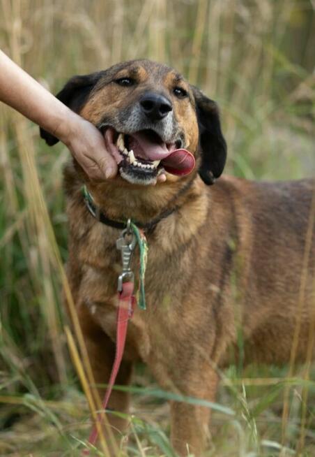 BODZIO - niezwykły, kochany psiak, którego nikt nie chce...