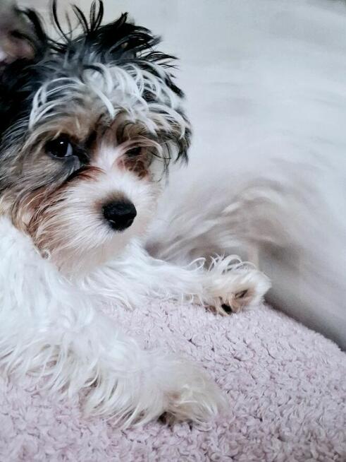 Yorkshire terrier xs