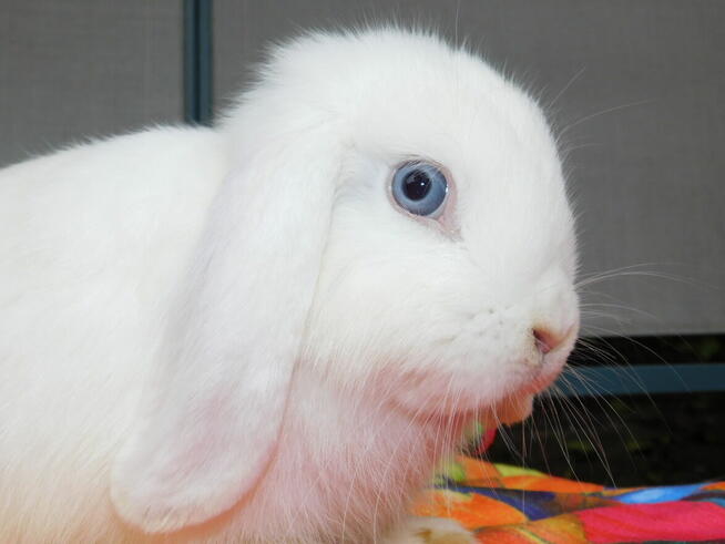 Białe baranki mini lop