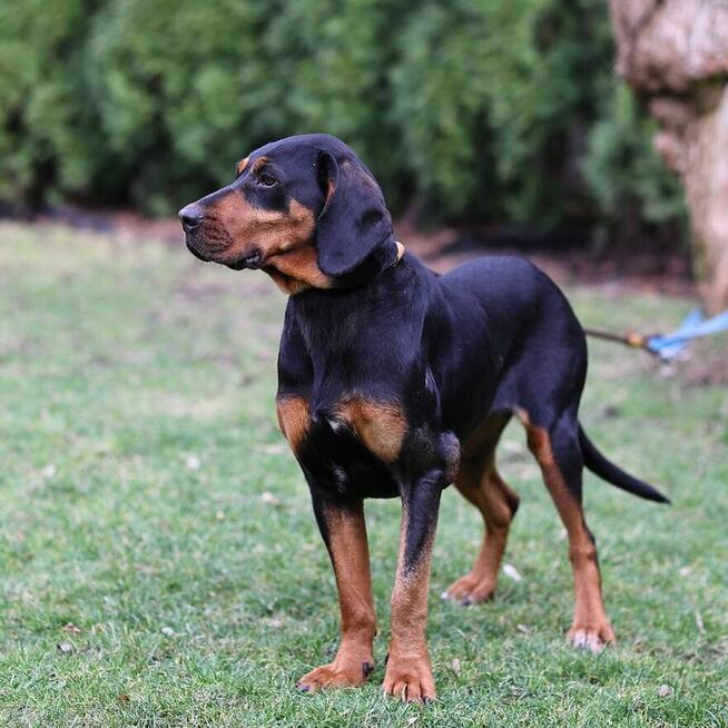 Przed Państwem.. Lola! :)