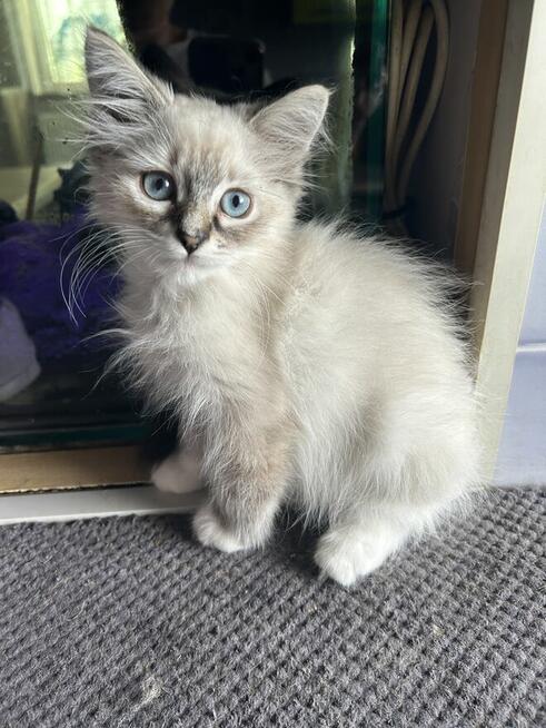 Kocurek Neva Masquerade /gotowy do odbioru