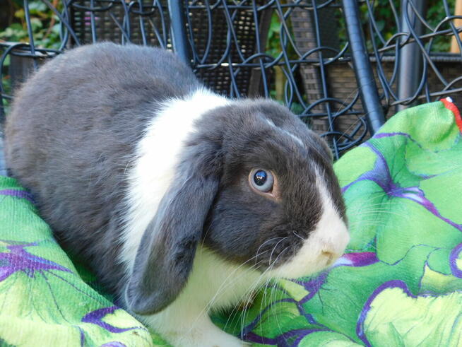 Niebiesko - biały samczyk mini lop