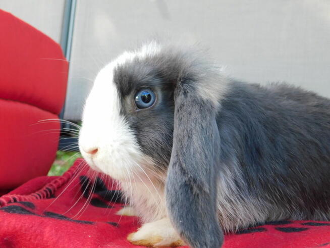 Niebiesko - biały samczyk mini lop