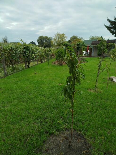 Sprzedam działkę ogrodową