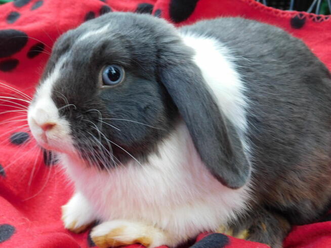 Niebiesko - biały samczyk mini lop