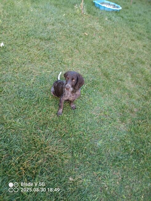 Wachtelhund.Płochacz Niemiecki. szczeniak