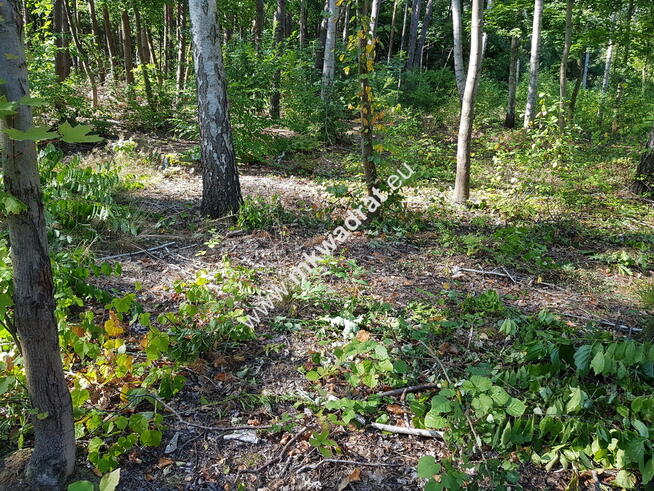 ⭐⭐⭐⭐ SuperDziałka dobra cena przy lesie Młochowski