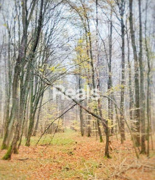 CICHO ZIELONO SPOKOJNIE