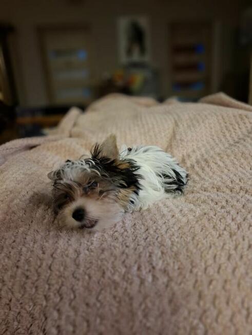 Yorkshire terrier xs