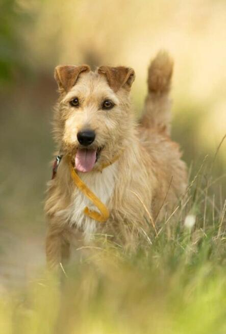 KREMUŚ - niewielki, szorstkowłosy psiak szuka super domu