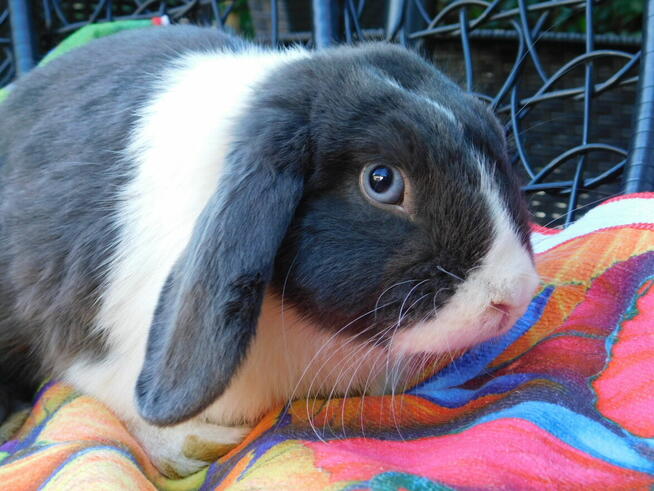 Niebiesko - biały samczyk mini lop