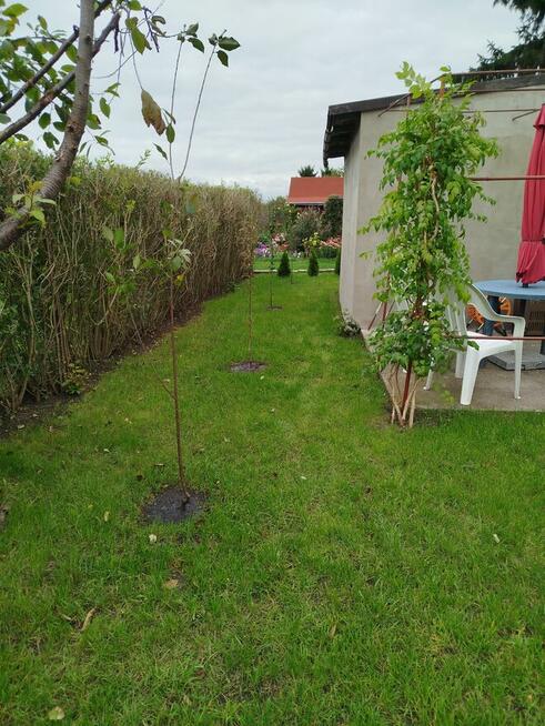 Sprzedam działkę ogrodową