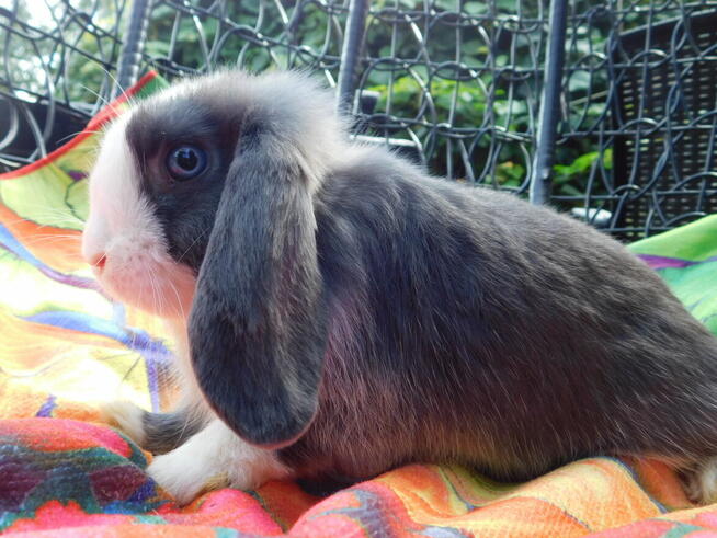 Niebiesko - biały samczyk mini lop