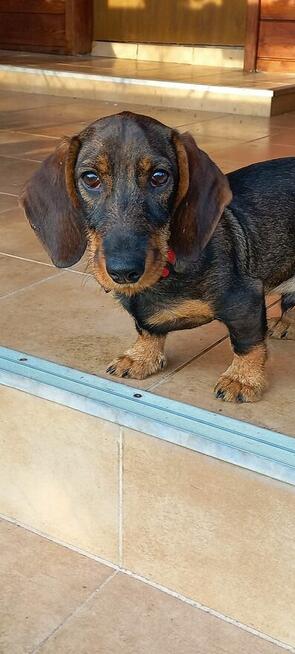 jamnik szorstkowłosy standart