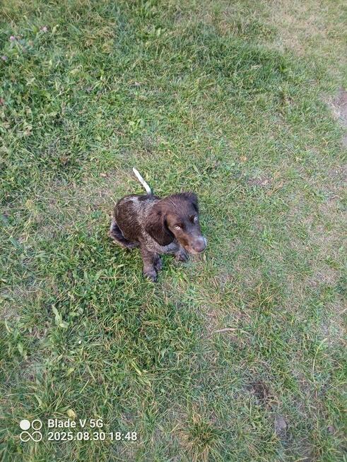 Wachtelhund.Płochacz Niemiecki. szczeniak