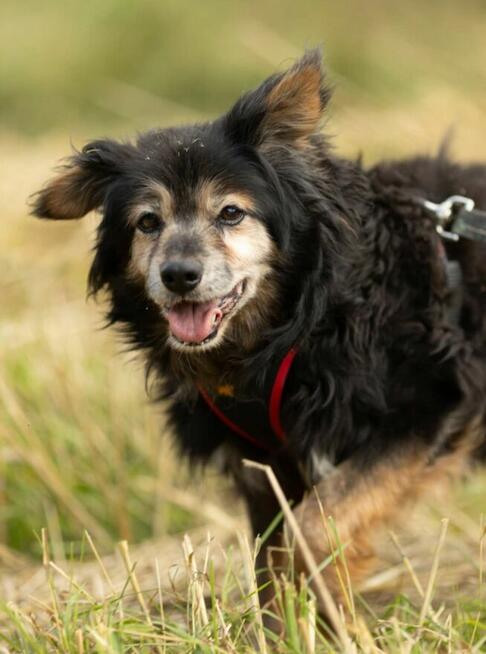 DZIADZIO - zapomniany seniorek szuka najlepszego domu