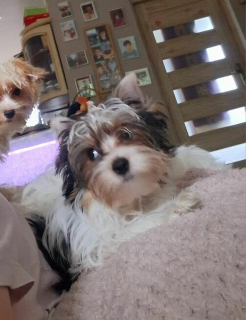 Yorkshire terrier xs