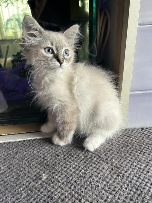 Kocurek Neva Masquerade /gotowy do odbioru