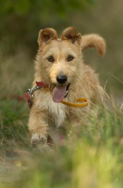 KREMUŚ - niewielki, szorstkowłosy psiak szuka super domu