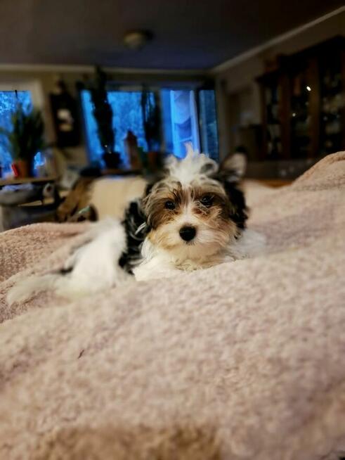 Yorkshire terrier xs