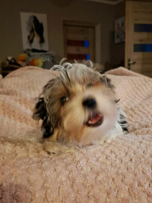 Yorkshire terrier xs