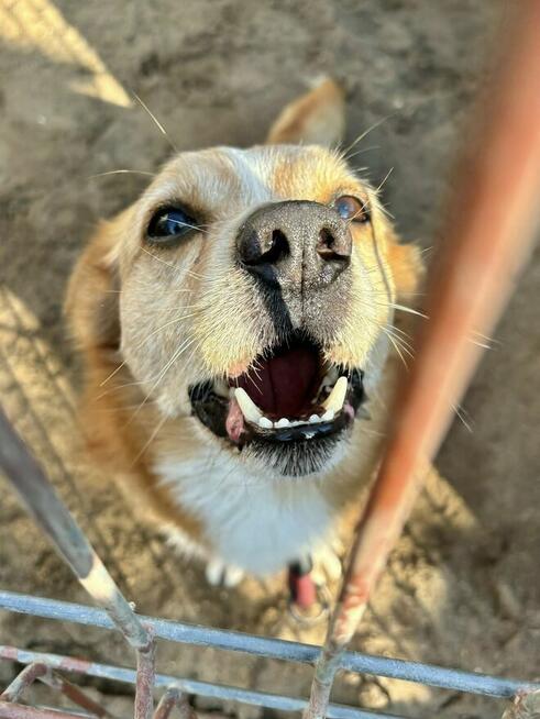 Igorek - pogodny i towarzyski zapalony spacerowicz