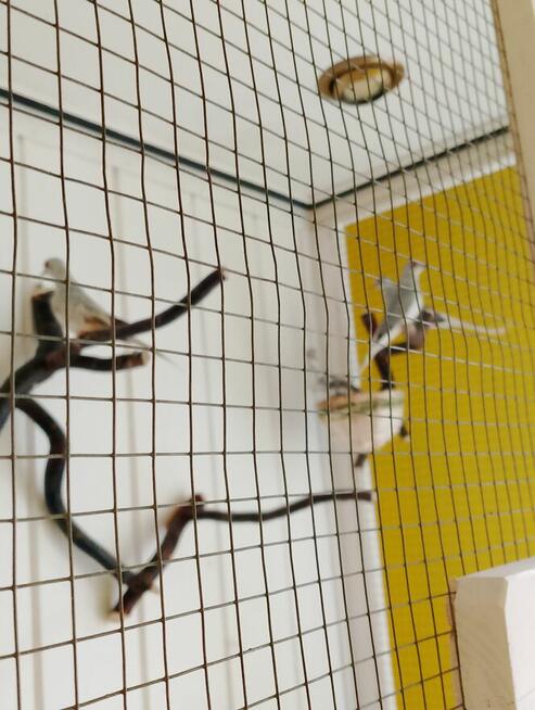 Poznam kobietę wolną prawnie.