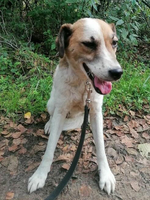 MELA łagodna przyjazna suczka szuka domu