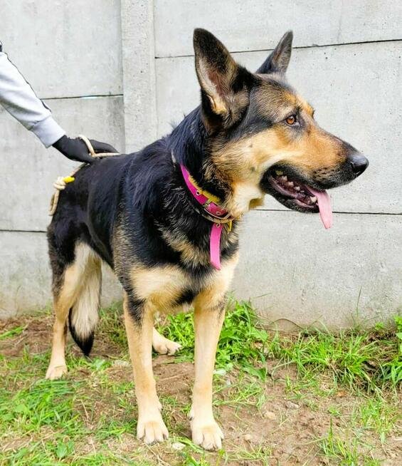 TESLA - sunia w typie owczarka szuka PILNIE domu