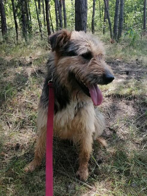 SIMBA młody energiczny wesoły piesek poleca się do adopcji