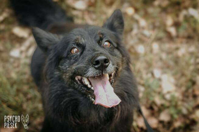 Zjawiskowy nieduży psiak Gacek