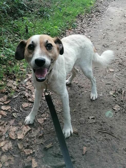 MELA łagodna przyjazna suczka szuka domu