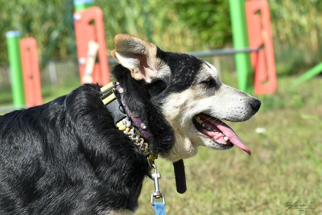 Papa - sympatyczny i pozytywnie nastawiony do człowieka