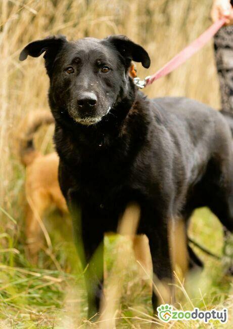 DANTE - piękny psiak w typie labradora szuka domu