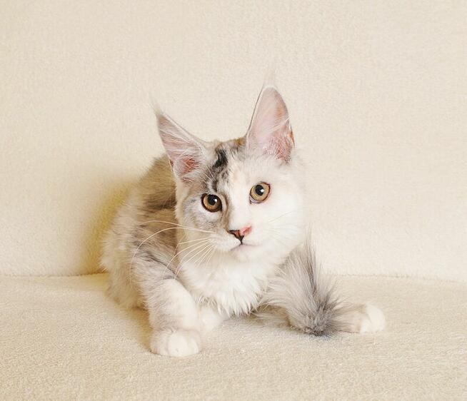 Prześliczny kocurek shaded Rodowód PZF/WCF Legalna Hodowla