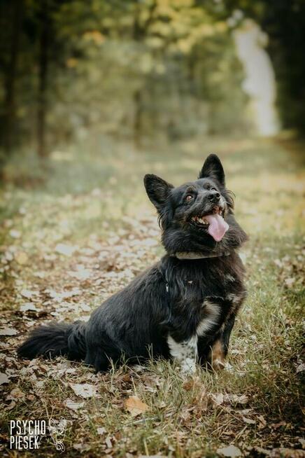 Zjawiskowy nieduży psiak Gacek