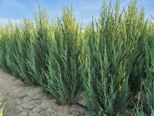 Jałowiec Blue Arrow 160cm wysyłka transport sadzenie