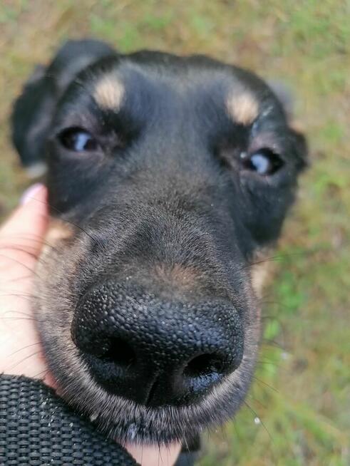 KROPKA młoda łagodna suczka szuka domu