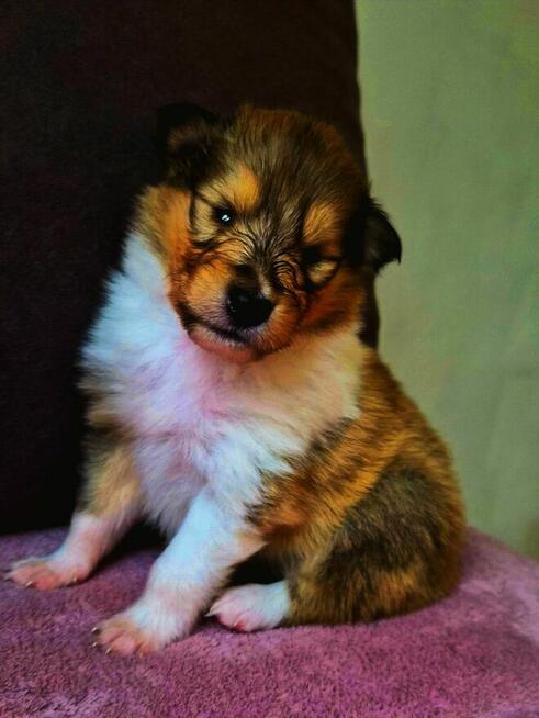 Owczarek szkocki długowłosy ZKwP/ FCI