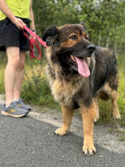 Nastia – kudłata psia pieszczocha