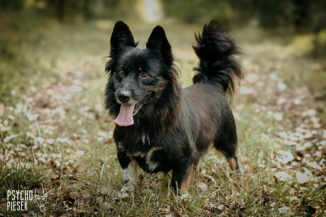 Zjawiskowy nieduży psiak Gacek