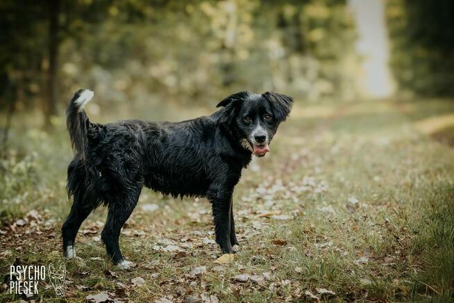 Energiczny psiak Ringo