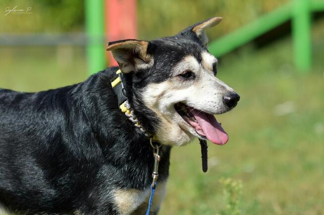 Papa - sympatyczny i pozytywnie nastawiony do człowieka