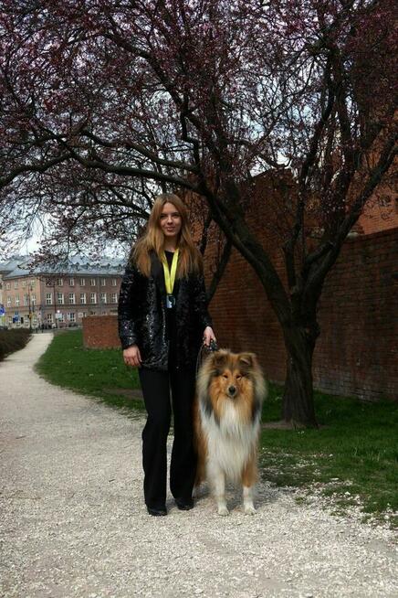 Owczarek szkocki długowłosy ZKwP/ FCI