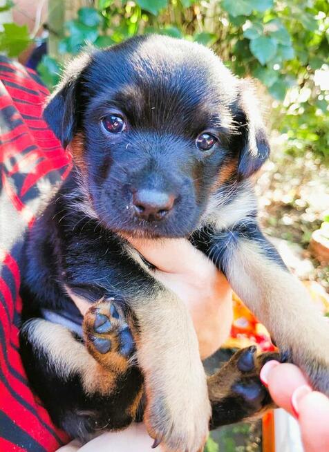 BAJECZKA - cudowna szczeniaczka szuka PILNIE domu