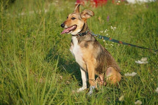 Diuna - psia wojowniczka marzy o własnym domku