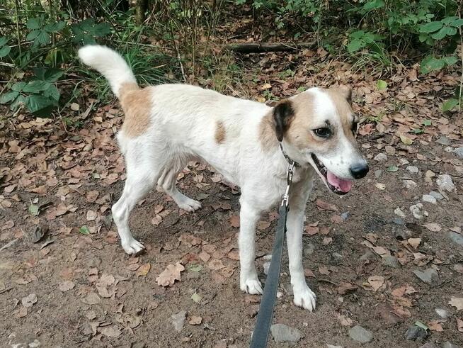 MELA łagodna przyjazna suczka szuka domu