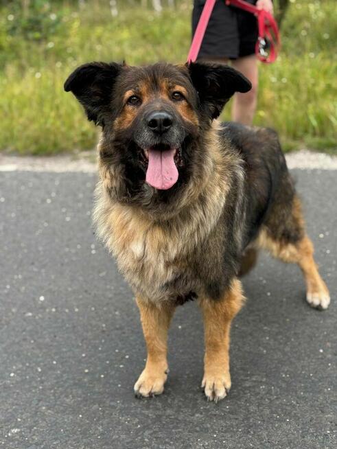 Nastia – kudłata psia pieszczocha