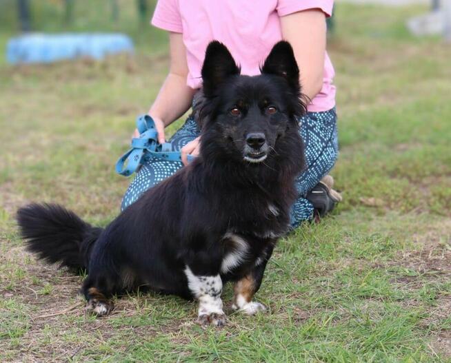 Zjawiskowy nieduży psiak Gacek
