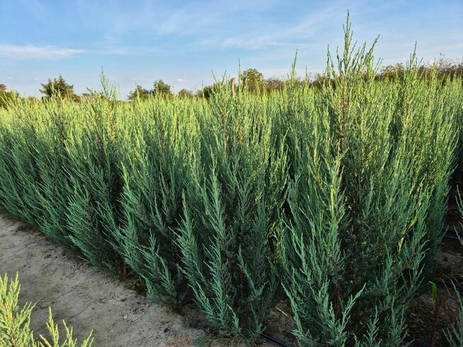 Jałowiec Blue Arrow 160cm wysyłka transport sadzenie